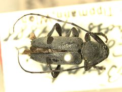 Dectes (Canidia) balteata var. inapicalis by the Smithsonian. Used under a CC0 license.