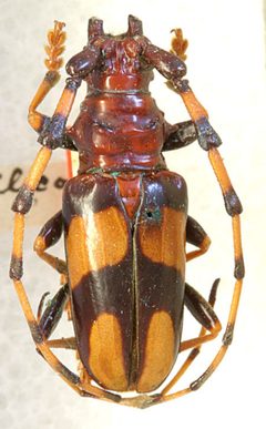 Dendrobias debilicollis by the Smithsonian. Used under a CC0 license.