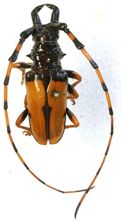 Dendrobias virens by the Smithsonian. Used under a CC0 license.