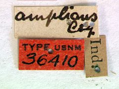 Derobrachus amplians by the Smithsonian. Used under a CC0 license.