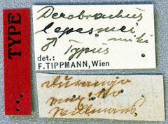 Derobrachus lepesmei by the Smithsonian. Used under a CC0 license.