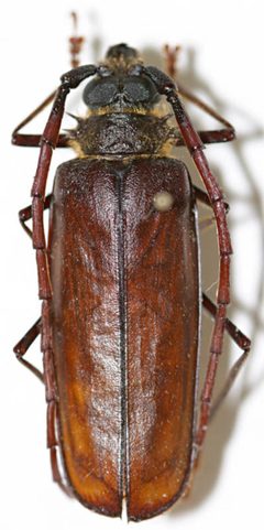 Derobrachus lingafelteri by the Smithsonian. Used under a CC0 license.