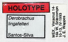 Derobrachus lingafelteri by the Smithsonian. Used under a CC0 license.