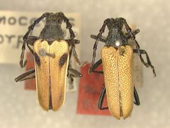 Desmocerus dimorphus by the Smithsonian. Used under a CC0 license.