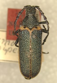 Desmocerus piperi by the Smithsonian. Used under a CC0 license.