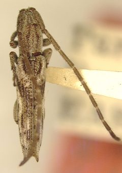 Dorcasta fasciata by the Smithsonian. Used under a CC0 license.