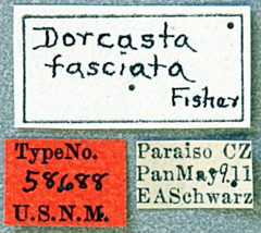 Dorcasta fasciata by the Smithsonian. Used under a CC0 license.