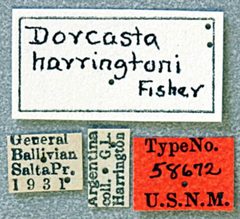 Dorcasta harringtoni by the Smithsonian. Used under a CC0 license.