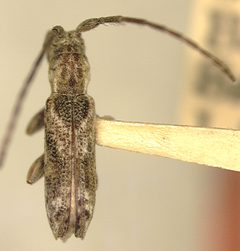 Dorcasta harringtoni by the Smithsonian. Used under a CC0 license.