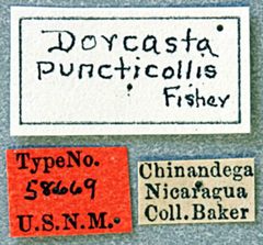 Dorcasta puncticollis by the Smithsonian. Used under a CC0 license.