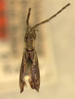 Dorcasta puncticollis by the Smithsonian. Used under a CC0 license.