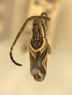 Dorcasta schwarzi by the Smithsonian. Used under a CC0 license.