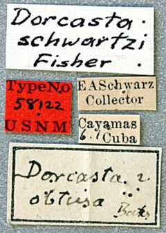 Dorcasta schwarzi by the Smithsonian. Used under a CC0 license.