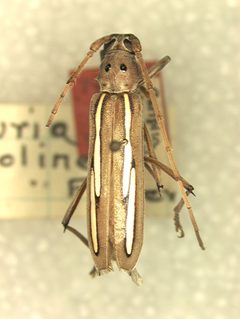 Eburia albolineata by the Smithsonian. Used under a CC0 license.