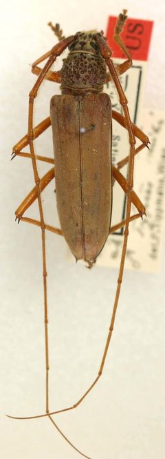 Eburia octoguttata inguttata by the Smithsonian. Used under a CC0 license.