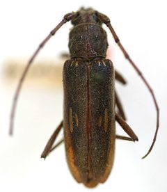 Eburia quadricollis by the Smithsonian. Used under a CC0 license.
