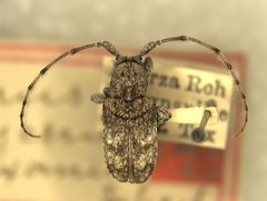 Ecyrus dasycerus var. texanus by the Smithsonian. Used under a CC0 license.
