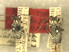 Ecyrus fasciatus by the Smithsonian. Used under a CC0 license.