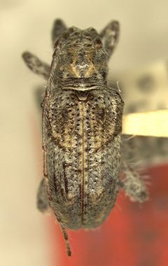 Ecyrus hoffmanni by the Smithsonian. Used under a CC0 license.