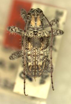 Ecyrus insularis by the Smithsonian. Used under a CC0 license.