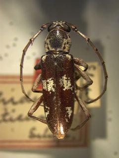 Elaphidion brevidens by the Smithsonian. Used under a CC0 license.