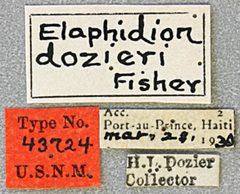 Elaphidion dozieri by the Smithsonian. Used under a CC0 license.