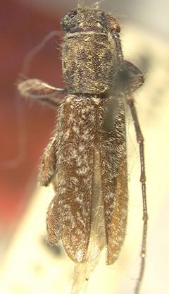 Elaphidion dozieri by the Smithsonian. Used under a CC0 license.