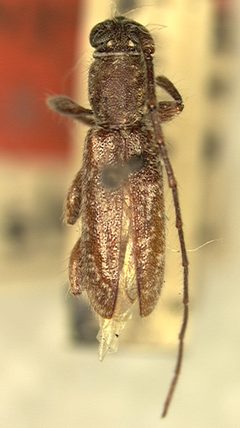 Elaphidion dozieri by the Smithsonian. Used under a CC0 license.