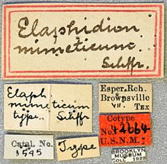 Elaphidion mimeticum by the Smithsonian. Used under a CC0 license.