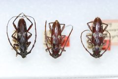 Elaphidion mimeticum by the Smithsonian. Used under a CC0 license.