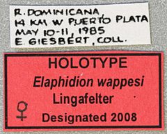 Elaphidion wappesi by the Smithsonian. Used under a CC0 license.