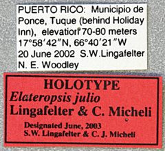 Elateropsis julio by the Smithsonian. Used under a CC0 license.
