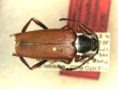 Elateropsis julio by the Smithsonian. Used under a CC0 license.