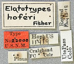 Elatotrypes hoferi by the Smithsonian. Used under a CC0 license.