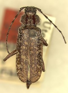 Elatotrypes hoferi by the Smithsonian. Used under a CC0 license.
