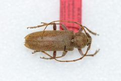 Enaphalodes archboldi by the Smithsonian. Used under a CC0 license.