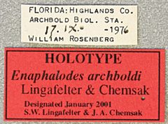 Enaphalodes archboldi by the Smithsonian. Used under a CC0 license.