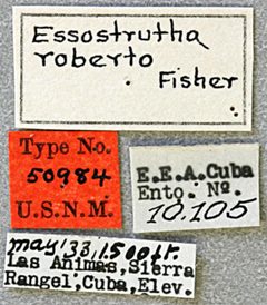 Essostrutha roberto by the Smithsonian. Used under a CC0 license.