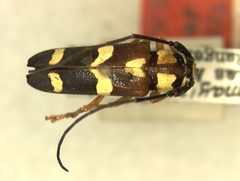 Essostrutha roberto by the Smithsonian. Used under a CC0 license.
