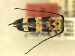 Essostrutha scaramuzzai by the Smithsonian. Used under a CC0 license.