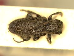 Estoloides costaricensis by the Smithsonian. Used under a CC0 license.