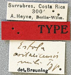 Estoloides costaricensis by the Smithsonian. Used under a CC0 license.