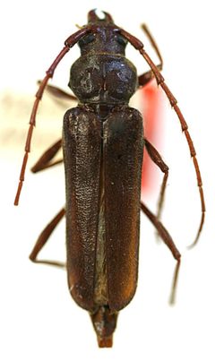Eucrossus phoenicis by the Smithsonian. Used under a CC0 license.