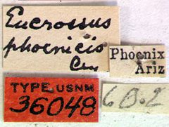 Eucrossus phoenicis by the Smithsonian. Used under a CC0 license.