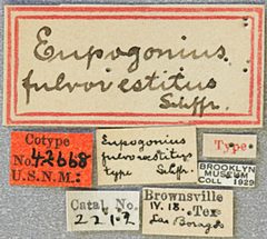 Eupogonius fulvovestitus by the Smithsonian. Used under a CC0 license.