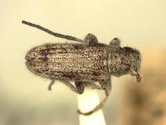 Eupogonius griseus by the Smithsonian. Used under a CC0 license.