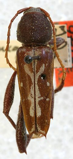 Euryscelis megalopus by the Smithsonian. Used under a CC0 license.