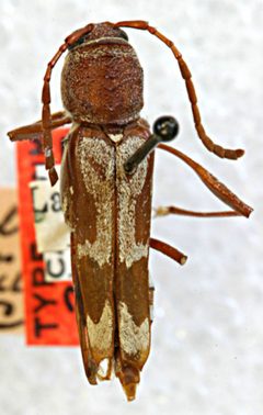 Euryscelis subtropica by the Smithsonian. Used under a CC0 license.