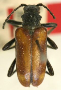 Evodinus breiti testaceipennis by the Smithsonian. Used under a CC0 license.