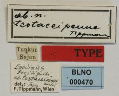 Evodinus breiti testaceipennis by the Smithsonian. Used under a CC0 license.